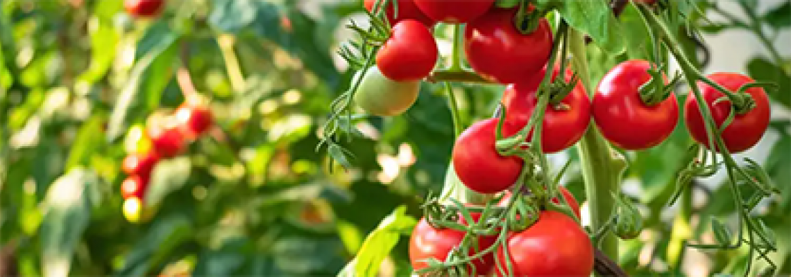 6 Top Tips for tomatoes Caring in a Greenhouse