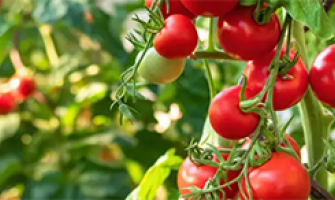 6 Top Tips for tomatoes Caring in a Greenhouse