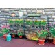 EcoPro 6 Tier Plant Shelve Garden Greenhouse Storage Shelving Stand Rack in Gree